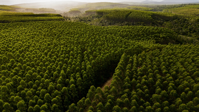 Veracel celebra o Dia da Árvore com foco em preservação, restauração e combate às mudanças climáticas