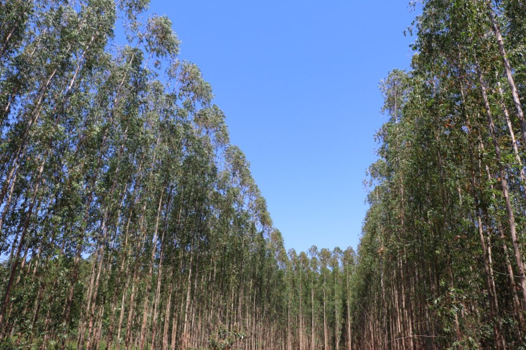 Investimentos do setor de árvores cultivadas somam R$ 105,4 bilhões até 2028