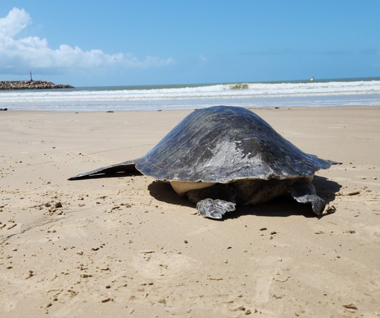 Centro de Reabilitação de Tartarugas Marinhas da Veracel realizou nova soltura de tartaruga marinha na última sexta-feira