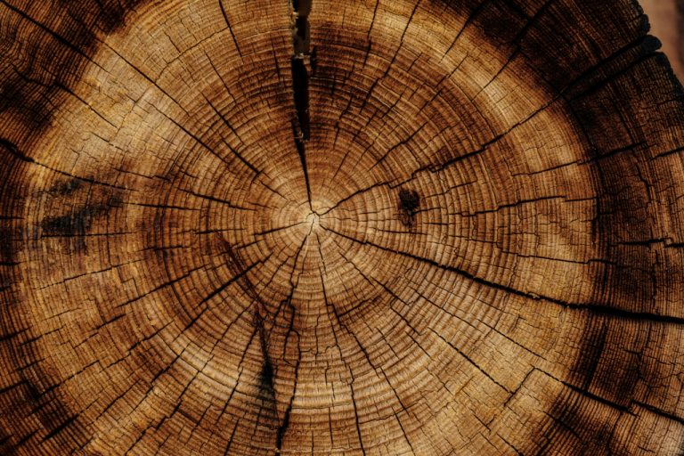 Woodtrade Brazil tratará sobre o mercado madeireiro e florestal
