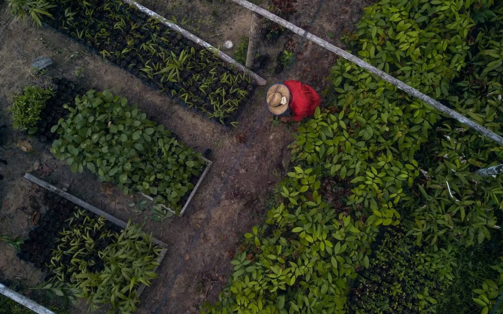 Suzano e Conservação Internacional se unem para promover a restauração e conservação de biomas brasileiros