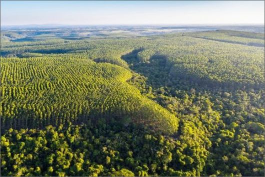 Veracel Celulose amplia monitoramento com nova torre e reforça compromisso com prevenção de incêndios florestais
