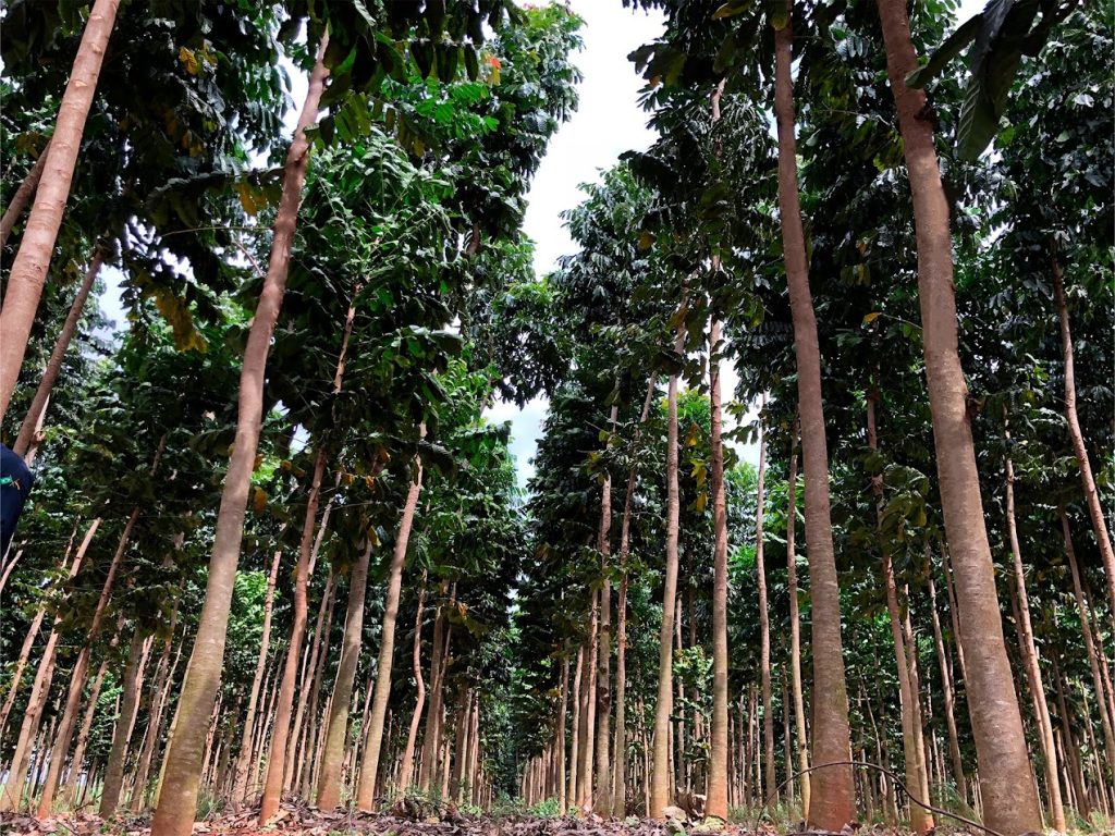 Negócio Florestal: investidores apostam em árvores para colher aposentadoria