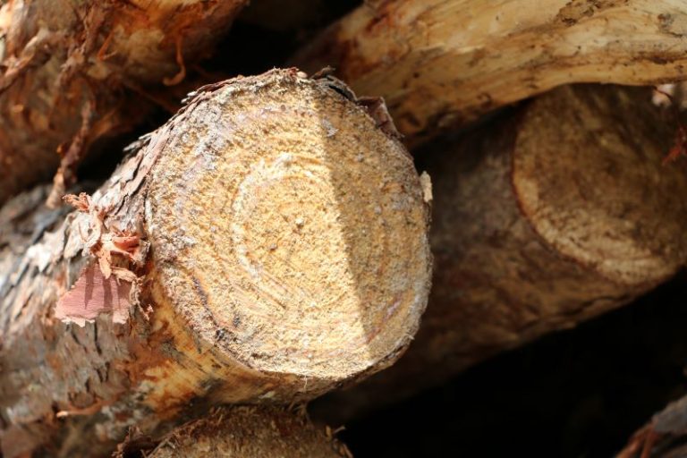 Mercado de madeira e silvicultura: qual a interação?
