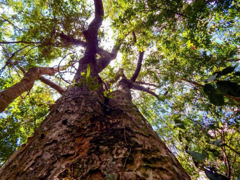 Árvores: aliadas contra as mudanças climáticas