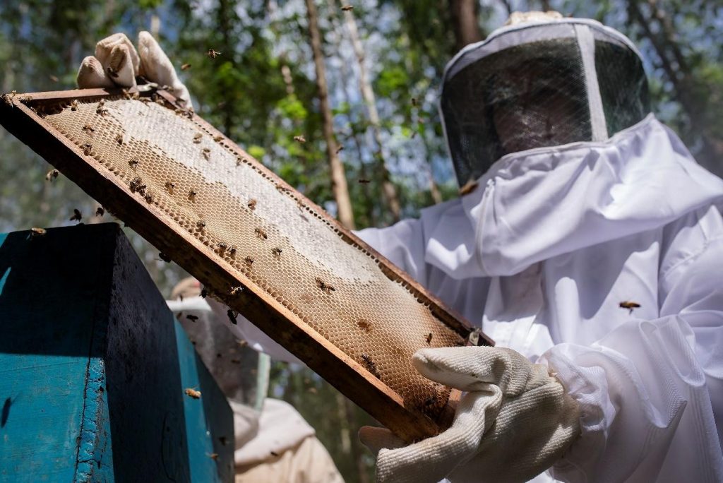Programa de Apicultura da Eucatex está entre os cases da Ibá para a COP16 de Biodiversidade