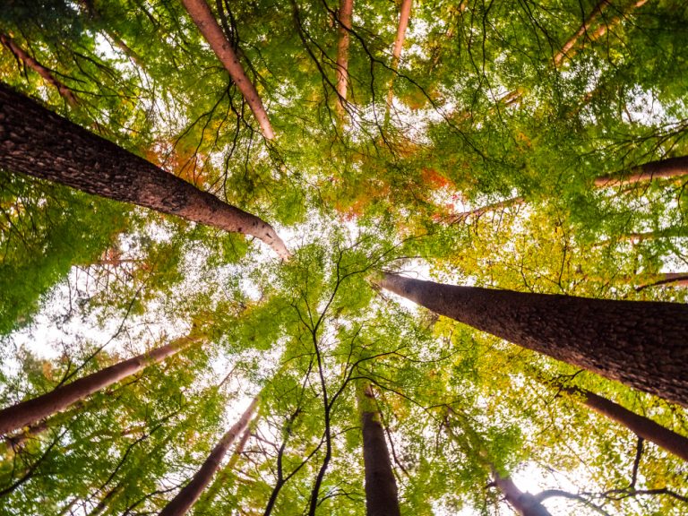 Balança comercial de árvores cultivadas tem alta de 22% nos nove primeiros meses de 2024