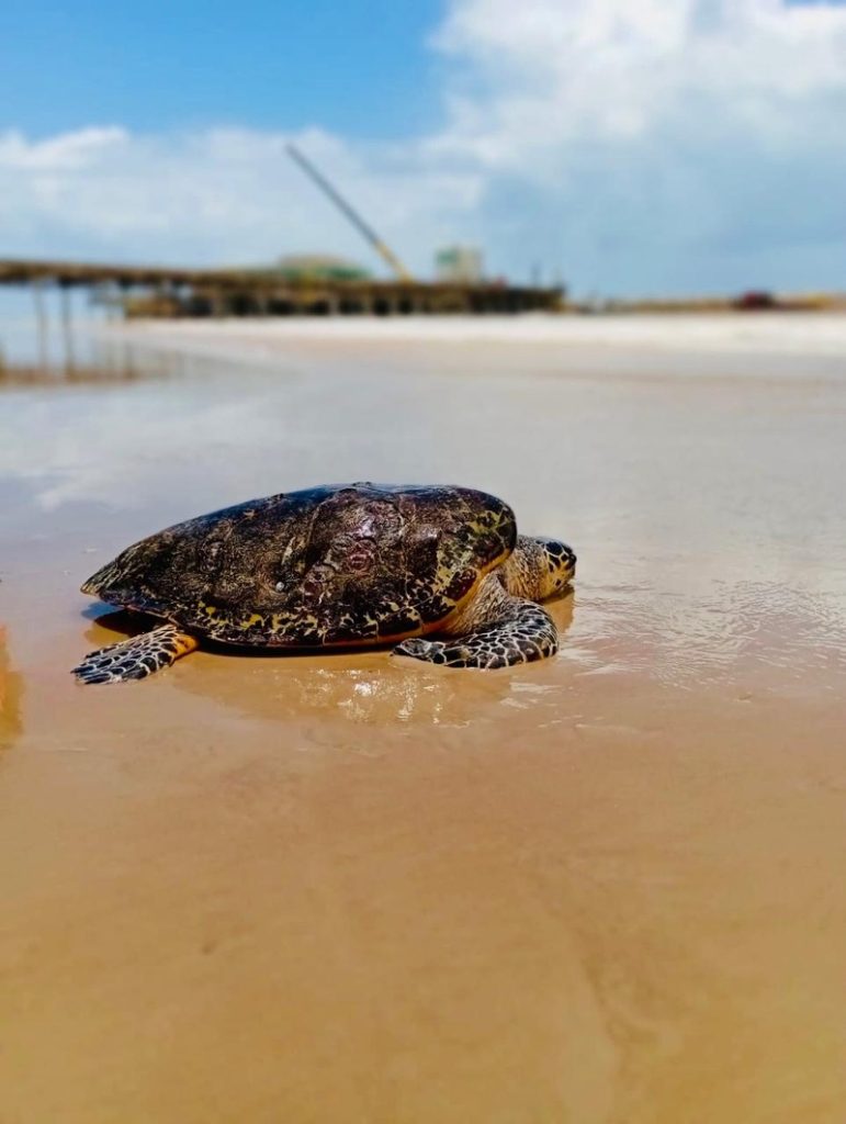 Centro de Reabilitação de Tartarugas Marinhas do Sul da Bahia realiza a soltura de mais uma tartaruga saudável ao mar