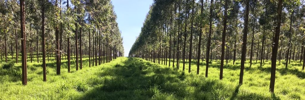 ABAF apresenta a silvicultura na e-Agro 2024