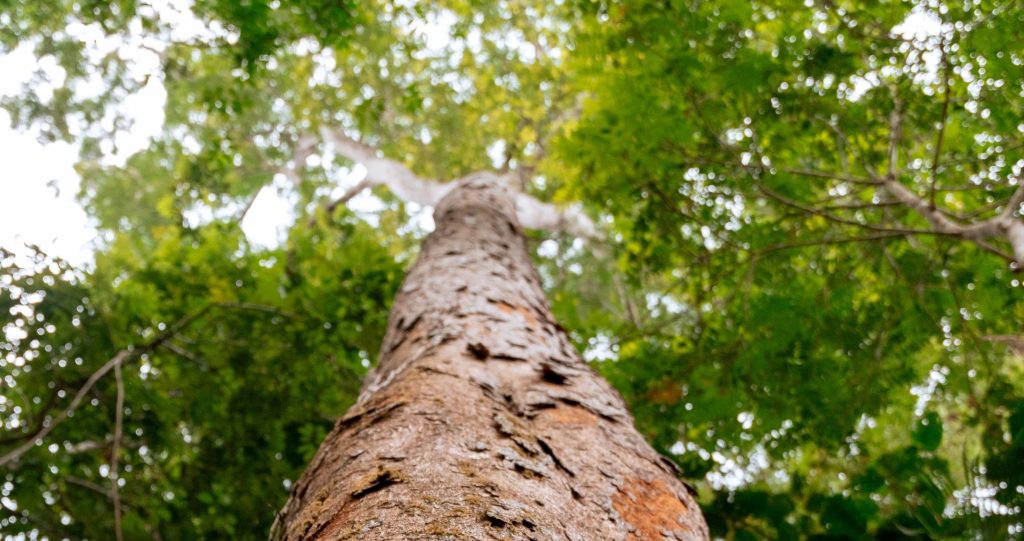 FSC celebra 30 anos de defesa do manejo florestal sustentável