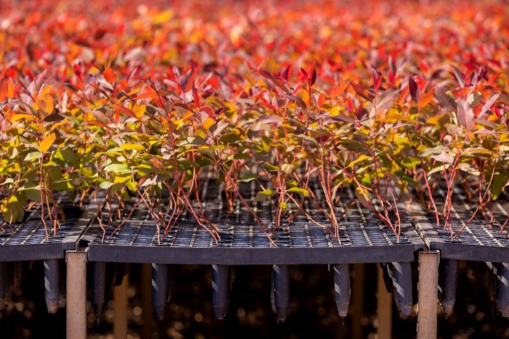 Das florestas de eucalipto ao produto final: conheça a grandiosidade da produção de painéis de madeira