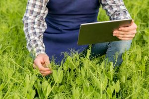 Sustentabilidade, tecnologia e novos modelos de financiamento devem nortear o agronegócio em 2025