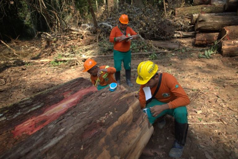 Estudo destaca aprendizados e soluções compartilhadas nos sistemas de concessões florestais entre Brasil, Indonésia e Congo