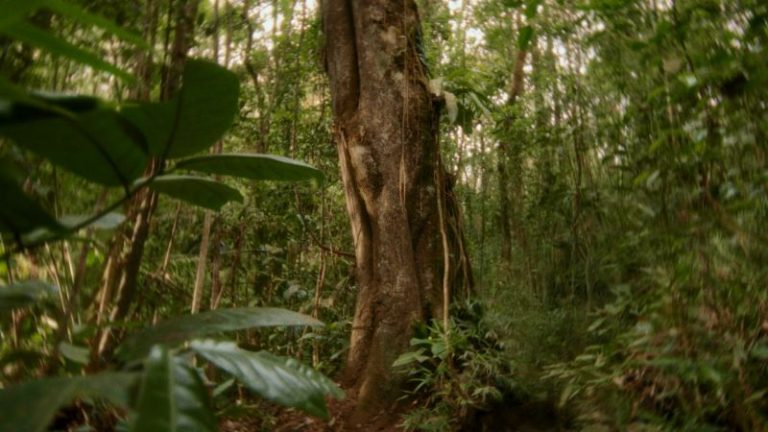 Suzano celebra centenário com filme que homenageia a árvore
