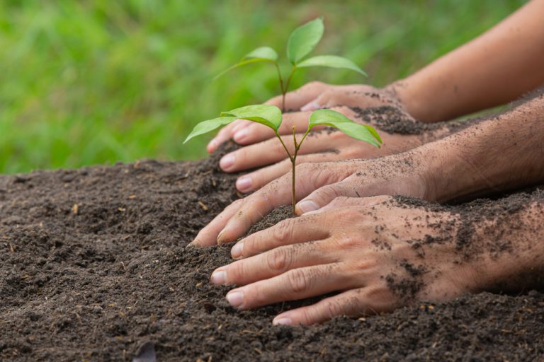 Balança comercial do setor de árvores cultivadas sobe 23,5% em 2024 e atinge recorde de US$ 15,7 bilhões