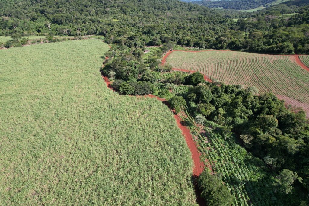 Há dois anos no Brasil, programa de reflorestamento em propriedades rurais já é sucesso no Interior de São Paulo