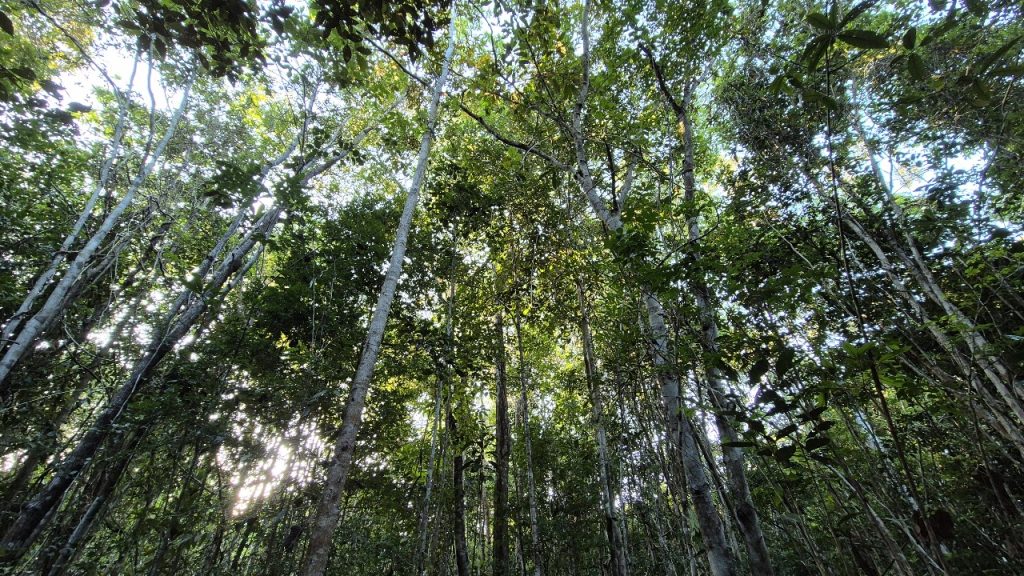 Ibá e Arapyaú firmam parceria em prol da restauração florestal no Brasil