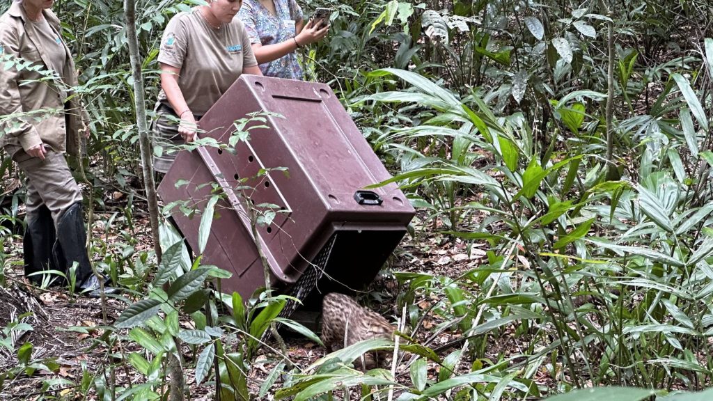 Jaguatiricas e outros animais silvestres são soltos em área ambiental da Bracell na Bahia
