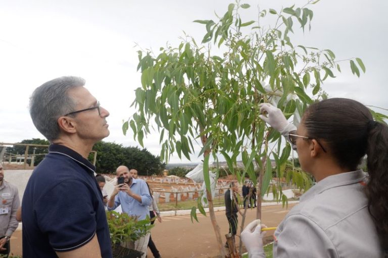 Governador de Minas Gerais conhece técnicas de silvicultura e de melhoramento genético de mudas da Aperam BioEnergia