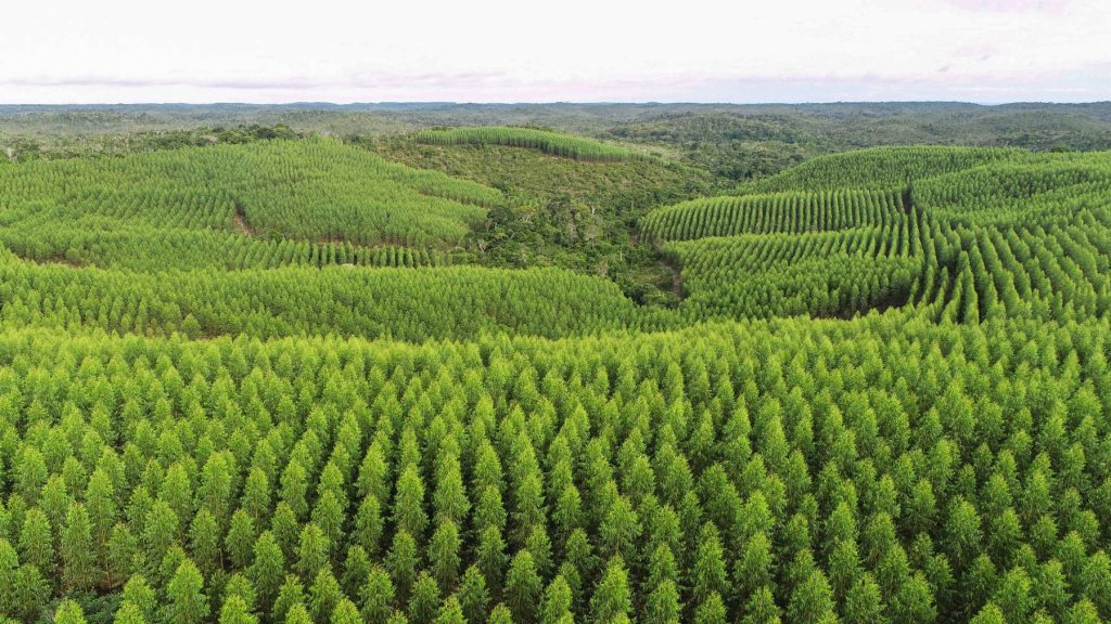 Bracell adota técnicas sustentáveis para cultivo de eucalipto