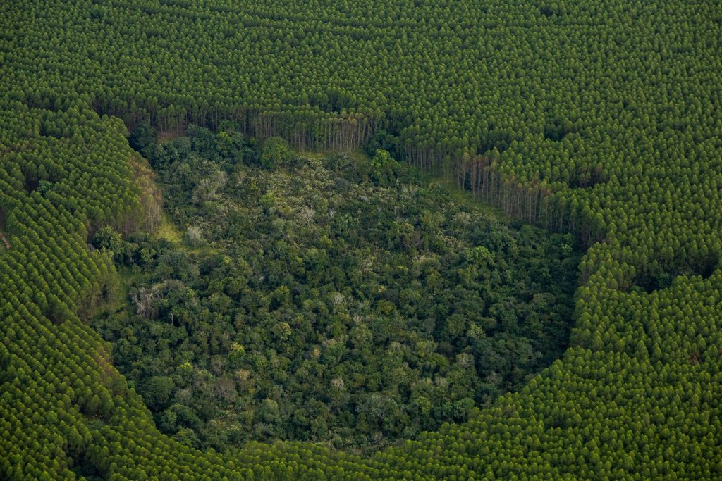 No Dia Internacional da Biodiversidade, Bracell destaca o uso da tecnologia para registro de fauna e reforça o compromisso com a conservação ambiental