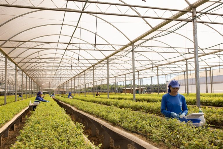 Base florestal e moveleira movimenta a economia e fortalece a bioeconomia em São Paulo e no Brasil