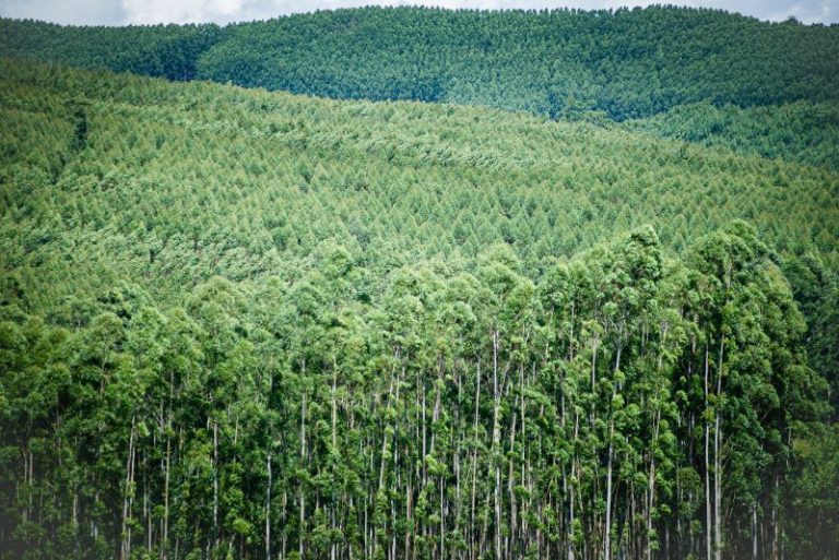 Fitossanidade nas florestas plantadas de São Paulo