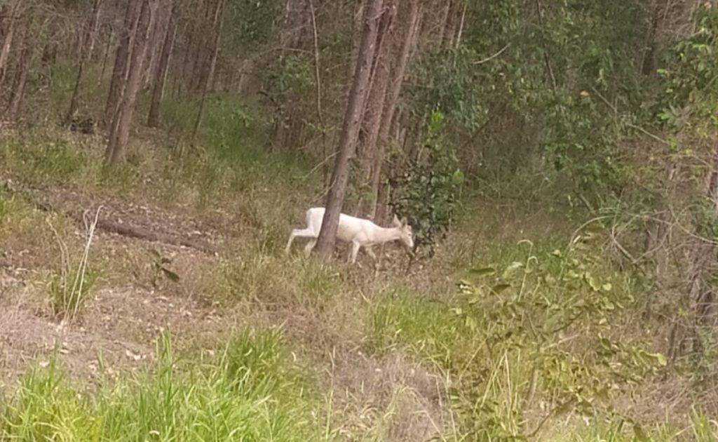 Eldorado Brasil registra 460 espécies de animais silvestres em suas áreas florestais