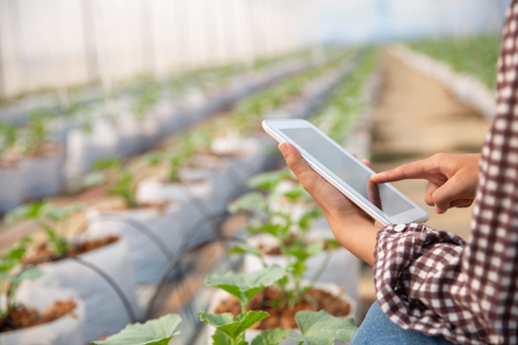 IA no agro: tecnologia já é uma realidade no setor e CEOs brasileiros devem ampliar o uso no próximo ano
