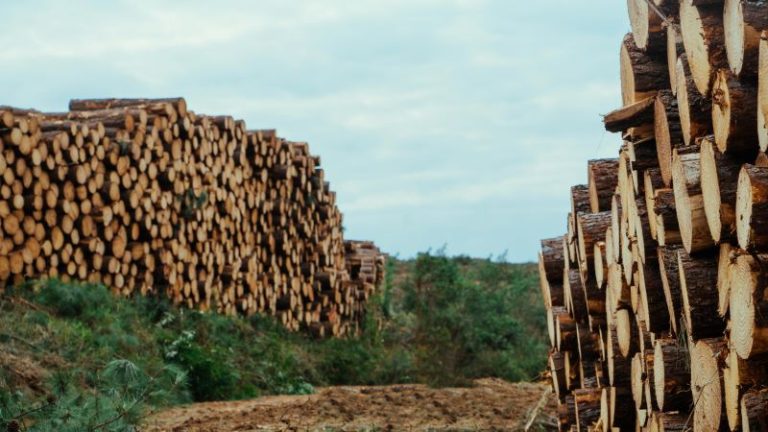 ACR lançará a quinta edição de estudo estatístico do Setor Florestal Catarinense
