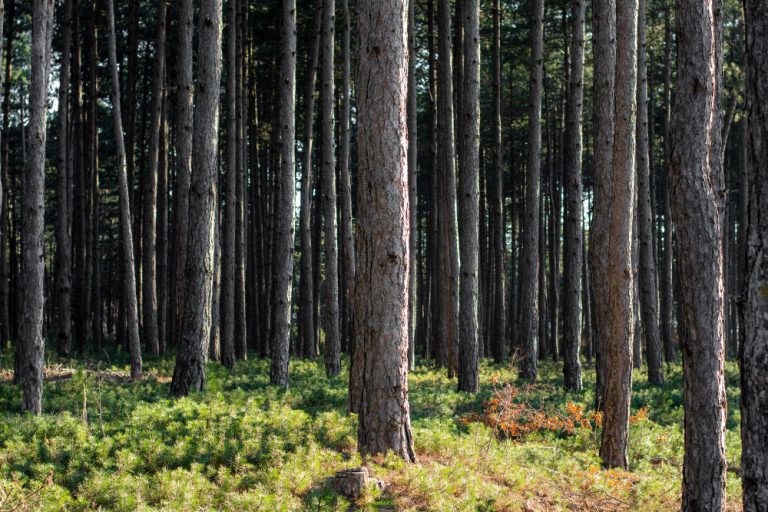 O valor da floresta em pé: Por que a madeira é uma aliada no combate ao desmatamento