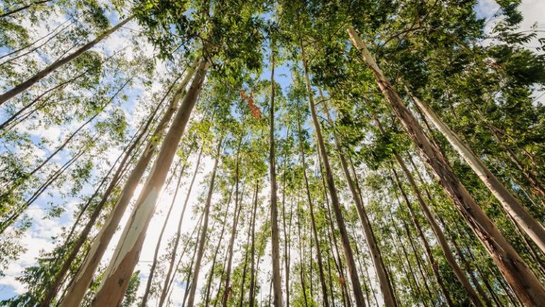 Eucalipto, a revolução verde que transforma madeira em futuro