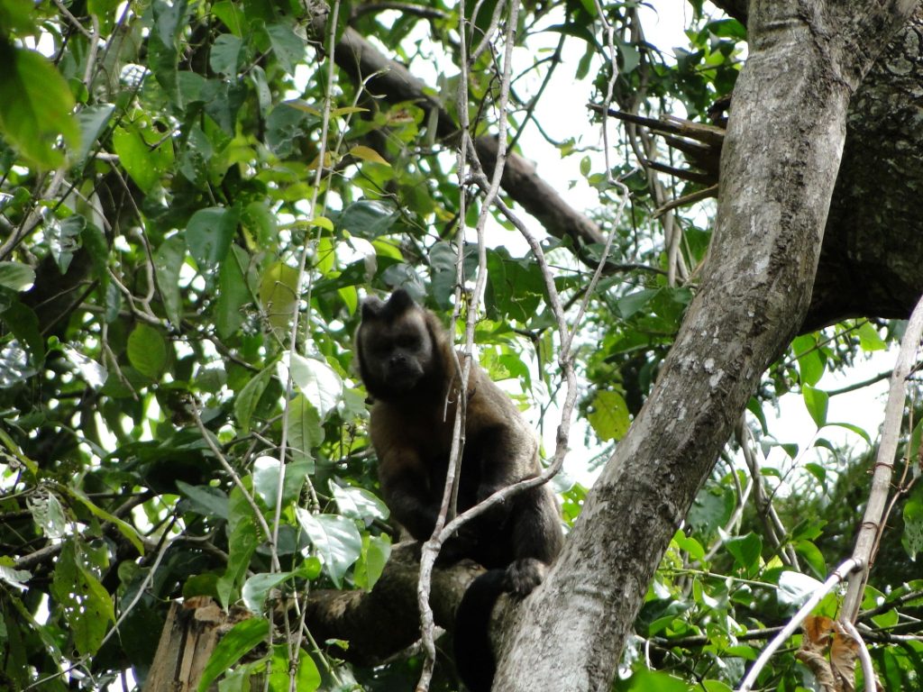 Suzano e UFMS firmam parceria para proteção do macaco-prego-do-papo-amarelo no Cerrado Sul-mato-grossense