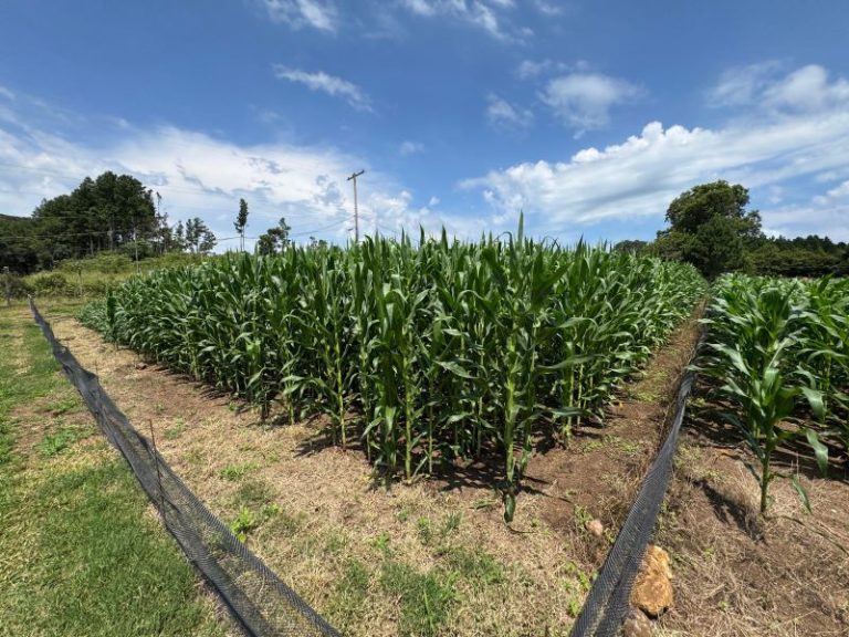 Com auxílio do Tecpar, Paraná terá nova tecnologia europeia para sistemas agrícolas