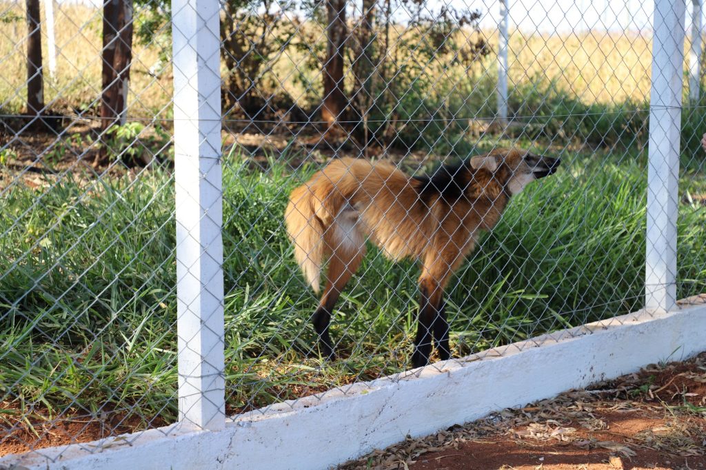LD Celulose e UFU firmam parceria para reforçar resgate e reabilitação de fauna silvestre no Triângulo Mineiro