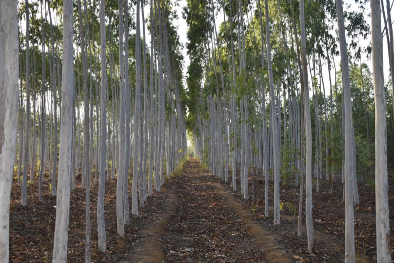 Exportações do setor brasileiro de árvores cultivadas crescem no primeiro semestre de 2025