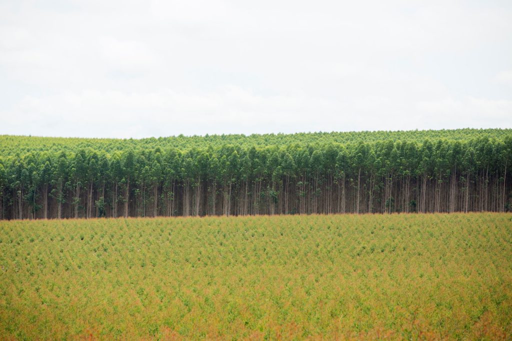 IHARA reforça presença no Show Florestal 2025 com tecnologias que impulsionam a produtividade nas plantações de eucalipto