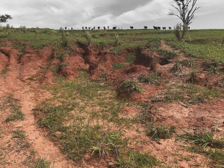 Pastagem degradada prejudica bolso, ambiente e imagem da pecuária