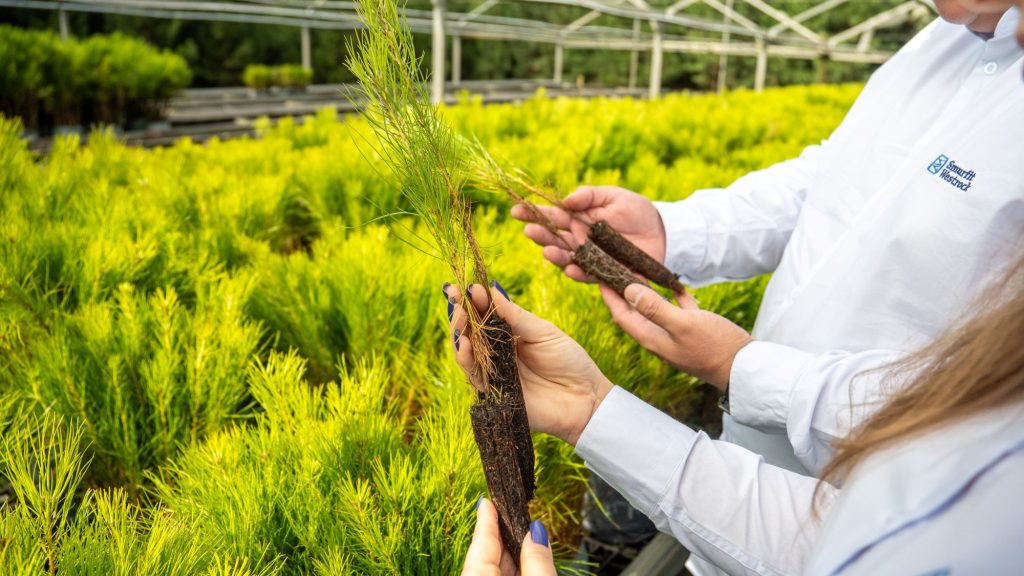 Projeto pioneiro de produção do Pinus taeda da Smurfit Westrock é destaque em documentário do Discovery