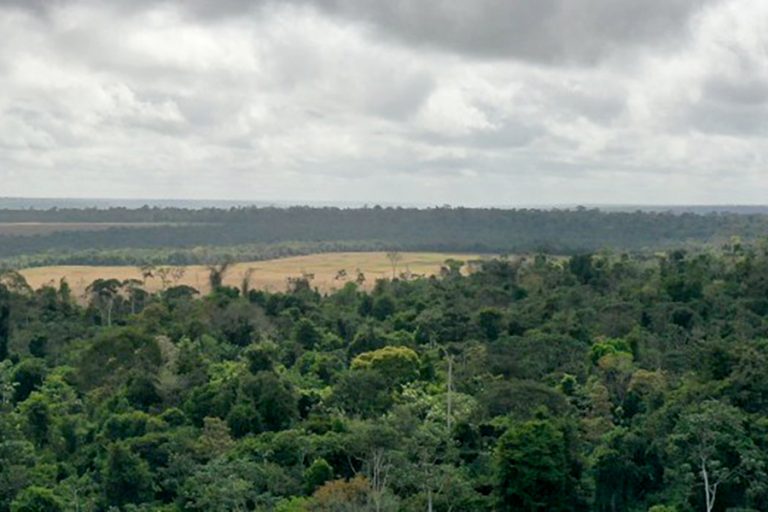 Estudo mostra que manejo florestal sustentável acelera recuperação de áreas exploradas na Amazônia