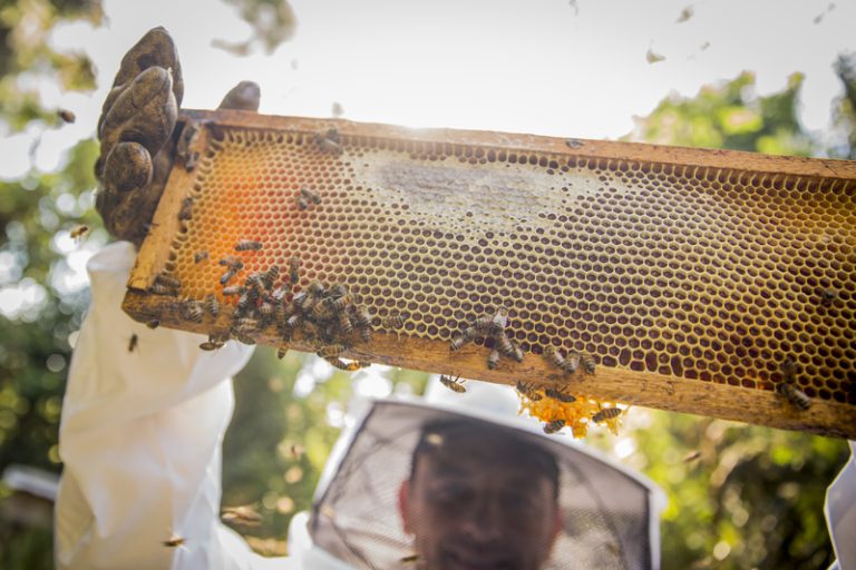 Klabin conquista certificação internacional FSC® para mel produzido na Serra Catarinense