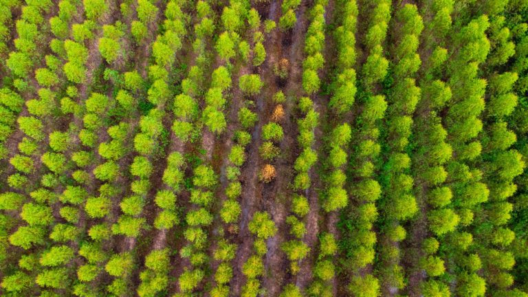 PACTO PELO CÓDIGO FLORESTAL: BELA RETÓRICA, RISCO REAL PARA QUEM PRODUZ