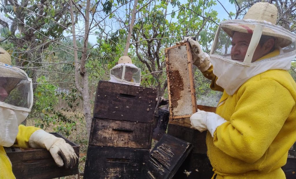 Programa de Apicultura da Suzano bate recorde e consolida Três Lagoas como líder em produção de mel no estado