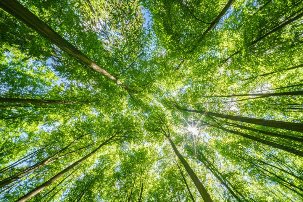 Valmet conquista Medalha de Ouro da EcoVadis e pelo segundo ano está no grupo seleto de 2% das empresas mais sustentáveis do mundo