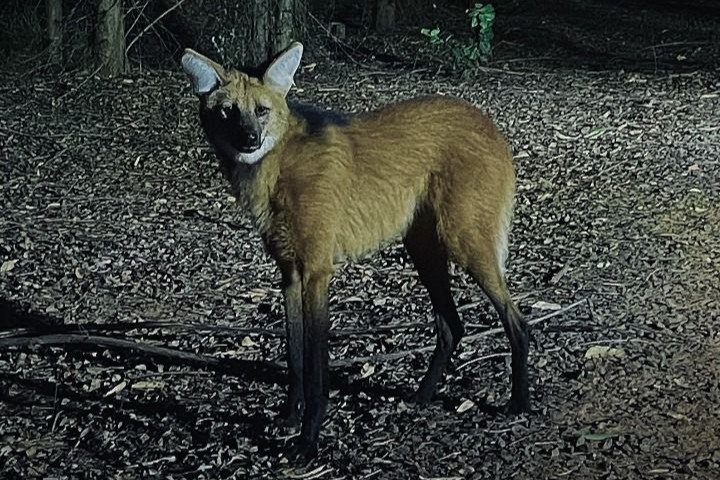 Avistamento de lobo-guará em fazenda da Eldorado Brasil mostra integração entre florestas plantadas e fauna silvestre