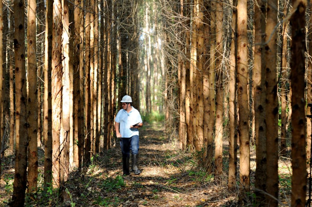 ABAF APRESENTA AS VANTAGENS DO SETOR FLORESTAL E FIRMA NOVA PARCERIA COM A SEAGRI NA FENAGRO 2025