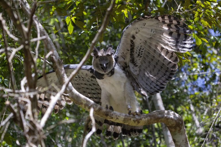 Conservação da Mata Atlântica no Sul da Bahia traz ganhos para a biodiversidade local