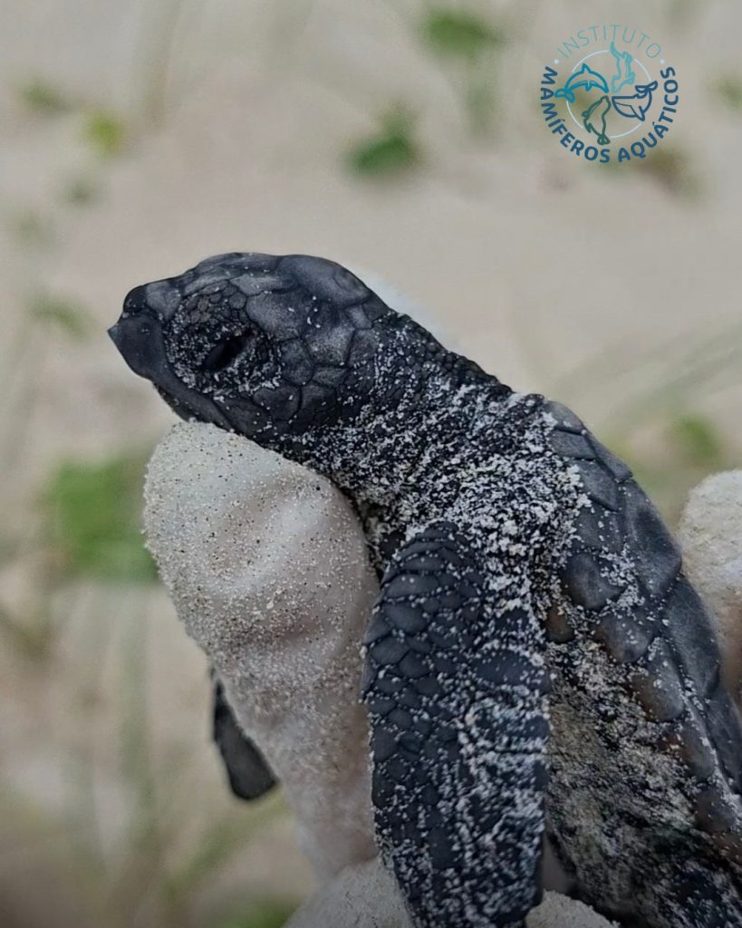 Temporada de tartarugas no Sul da Bahia atinge marca de 9,4 mil filhotes no primeiro bimestre do ano