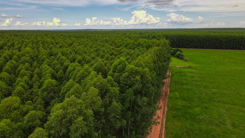 Eldorado Brasil combina eficiência operacional recorde com avanço estrutural em agenda ESG e governança