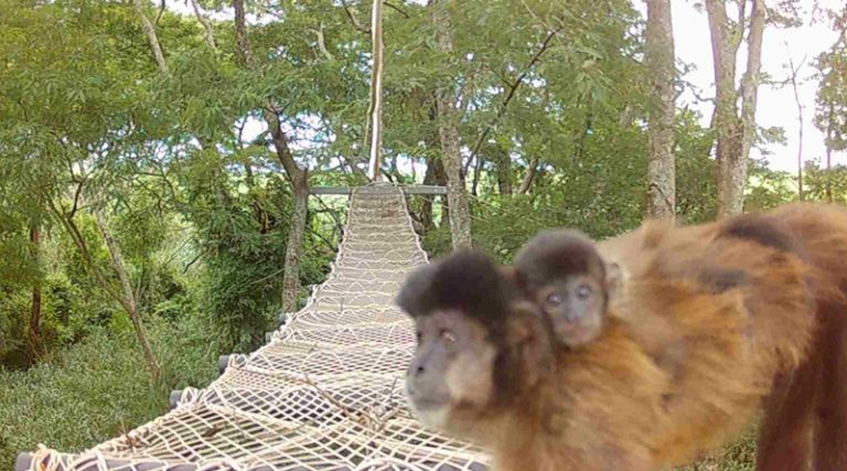 Rumo instala passagens suspensas para a fauna e registra a travessia de macacos-prego e outras espécies